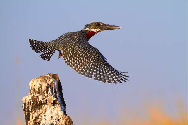Giant kingfisher Chobe