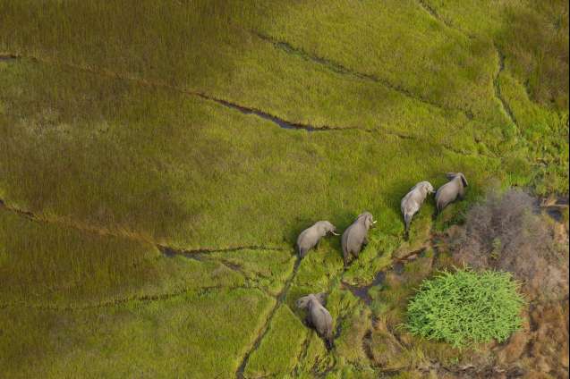 Okavango delta elephants