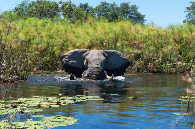 Okavango bull elephant