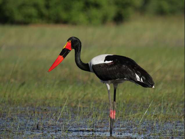 Sadle-billed stork Okavango Delta