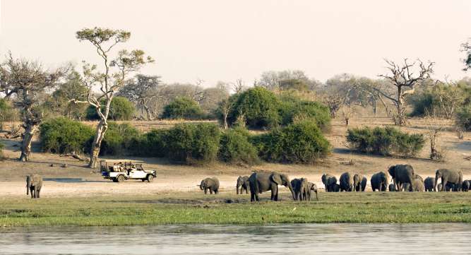 Game drive Chobe