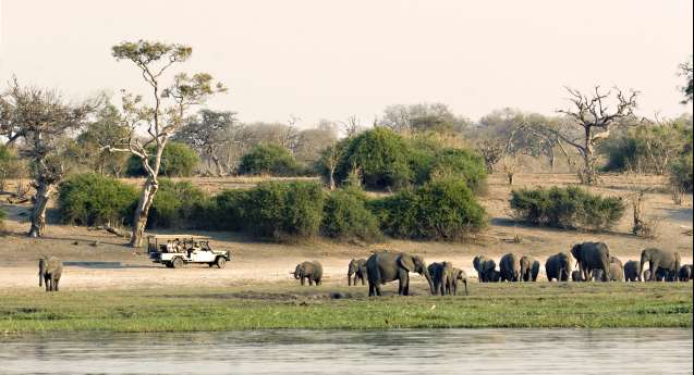 Game drive Chobe