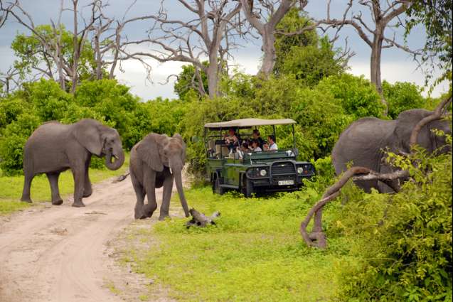 Game drive Chobe