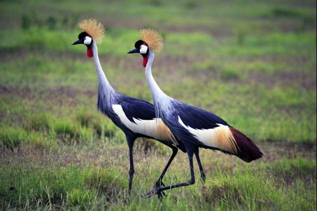 Amboseli crowned cranes