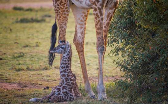 Masai Mara conservancy giraffes
