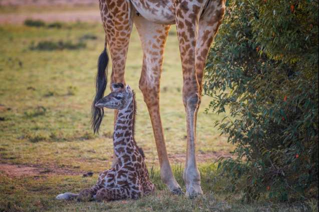 Masai Mara conservancy giraffes