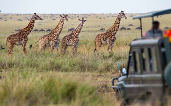 The Best Time to Visit Masai Mara: Month-by-Month Weather & Wildlife Guide