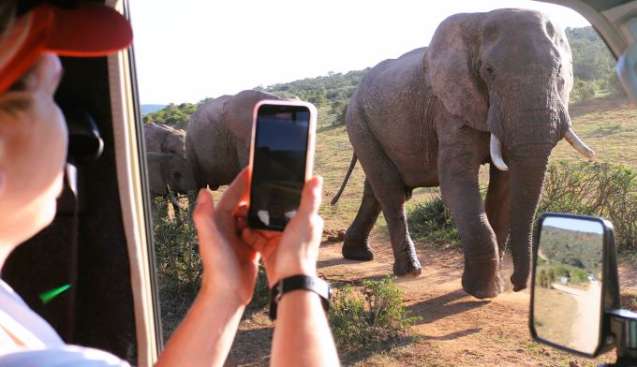 Safari elephant
