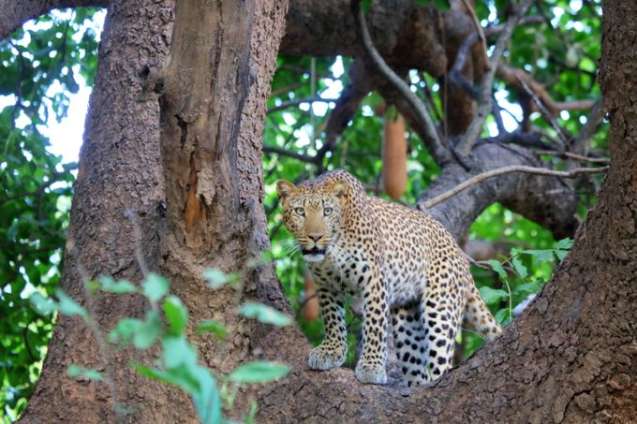 Leopard - South Luangwa, Zambia