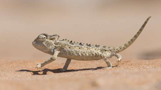 Namibia culture and wildlife tours