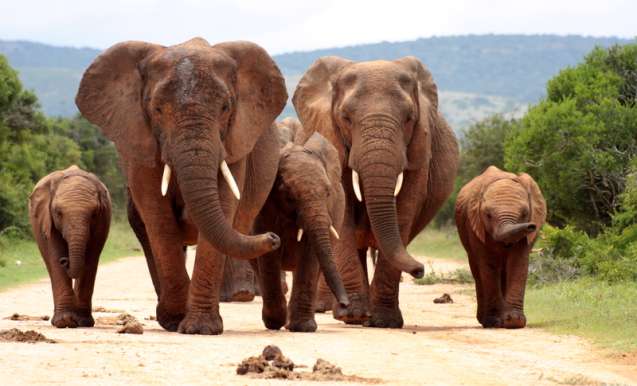 Malaria-free Big 5 safari