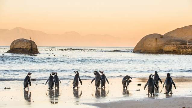 Family safari in Cape Town
