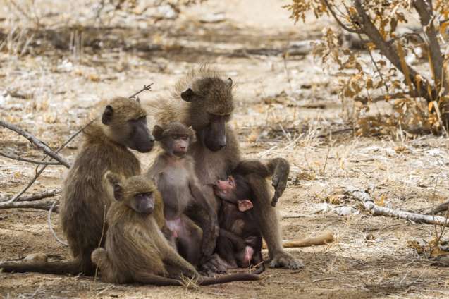 Family-on-safari-kruger-national-park
