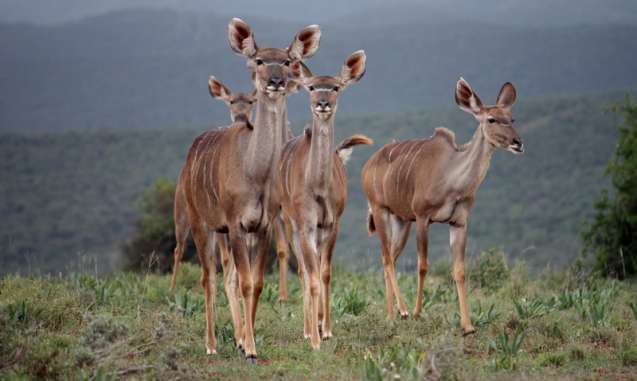 Kudus addo Big 5 safari