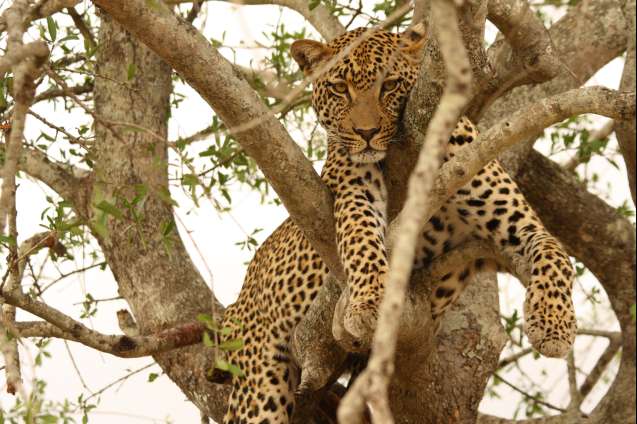 Leopard sabi sands Big 5 safari