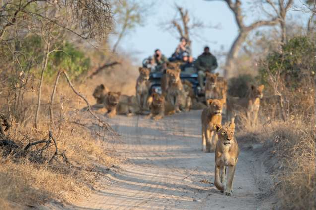 game drive on Safari kruger national park