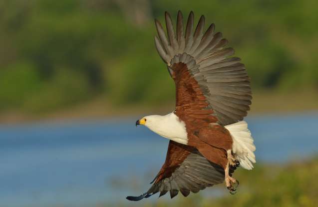 African fish eagle perched above the Chobe River, Botswana safari birding highlight