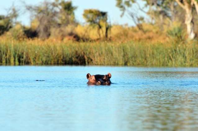 Hippo partially submerged in the Okavango Delta waters