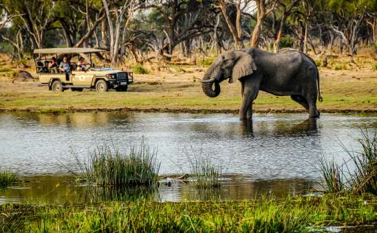 How to Design The Perfect Private Safari in Botswana: Your Guide to Affordable Customization