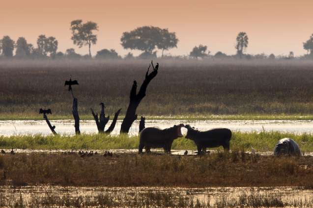 Hippos in the Okavango Delta Botswana Wildlife Safari