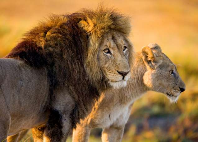 Lions in the Okavango Delta Big Cats on Safari in Botswana