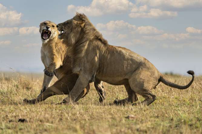 Lions mating in the seronera region of the serengeti national park