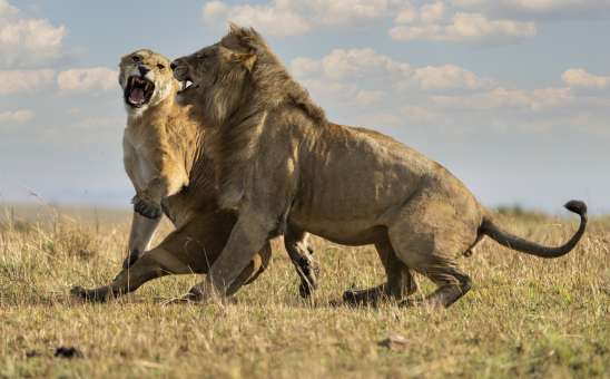 Serengeti vs Okavango: Which One Should You Choose?