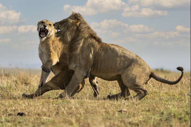 Lions mating in the seronera region of the serengeti national park