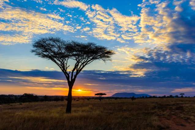Iconic Flat-Topped Acacia Trees in the Serengeti