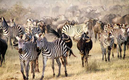Serengeti Photography Guide: Month-by-Month Tips for Budget Safaris