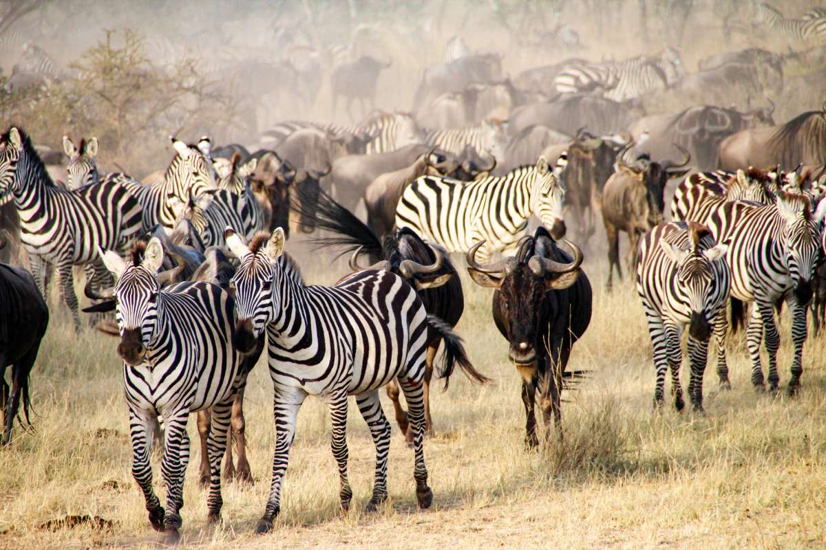 https://d2g6byanrj0o4m.cloudfront.net/images/74408/serengeti_great_migration__schema.jpg