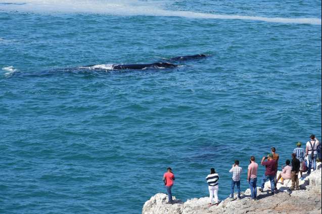 Thanksgiving-whale-watching-in-hermanus