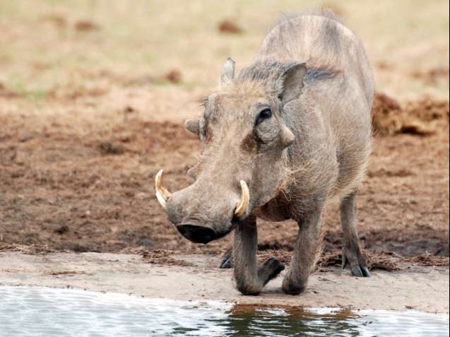 Warthog sighting on safari in Addo Elephant National Park ÃÂÃÂÃÂÃÂÃÂÃÂÃÂÃÂÃÂÃÂÃÂ&Atil
