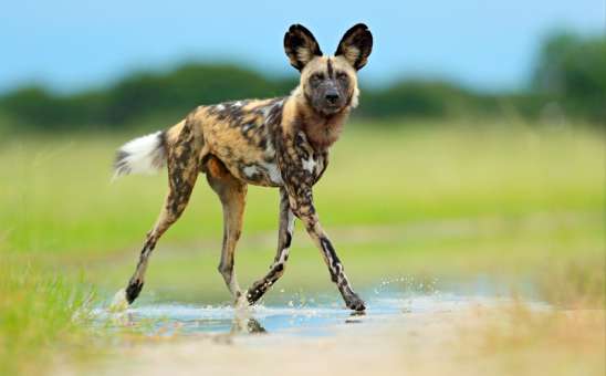 10 of the Best Budget Small Group Safaris in Africa (7-14 Days)
