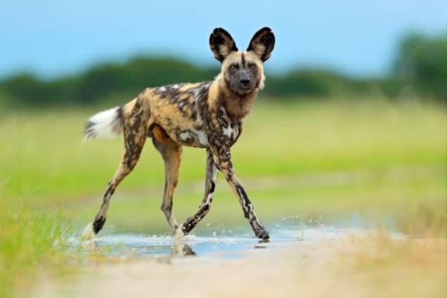 African wild dog hunting in Moremi Game Reserve, Botswana