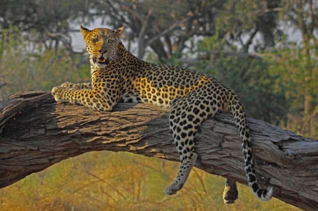 Leopard resting in a tree in the Okavango Delta, Botswana