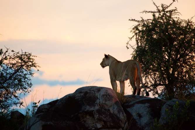 Lioness resting in the Serengeti during the dry season