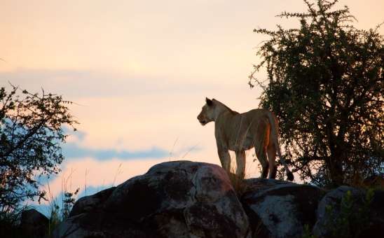 The Best Time to Visit Serengeti: Month-by-Month Weather & Wildlife Guide