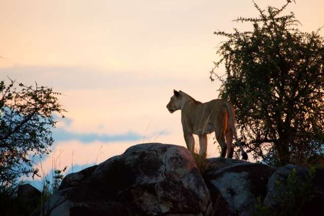 Lioness resting in the Serengeti during the dry season