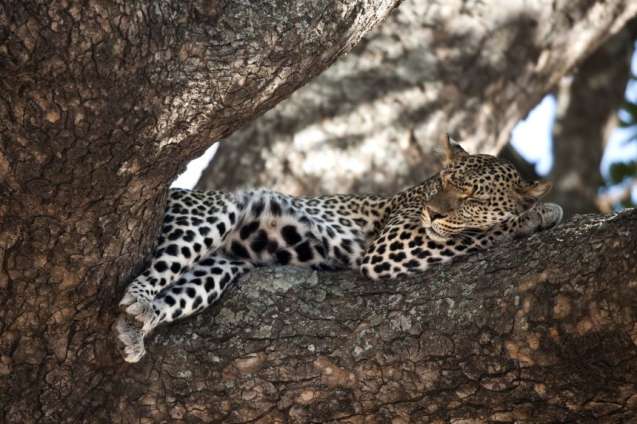 Leopard in Serengeti National Park, Tanzania