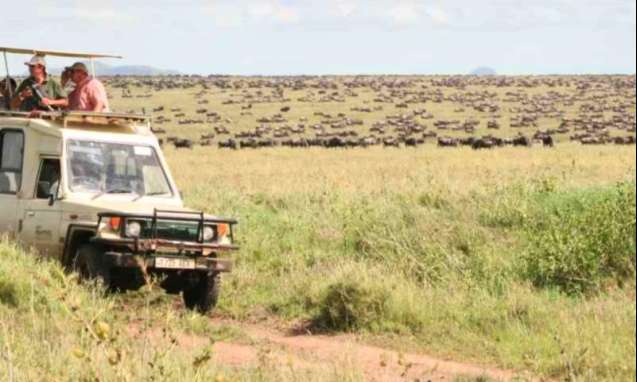 Serengeti migration of wildebeest and zebra