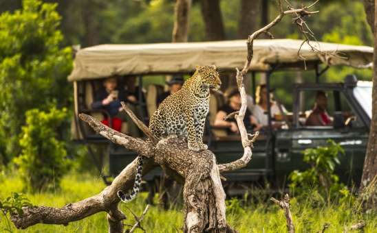 Best Time to Visit Africa: Safaris, Wildlife Migrations & Shoulder-Season Secrets