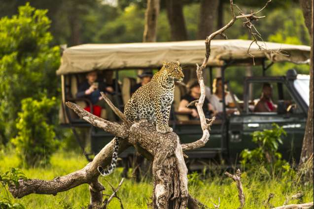 Leopard resting in the Masai Mara, Kenya safari wildlife