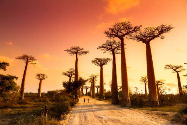 Baobab Avenue in Madagascar at sunset, Africa travel highlight