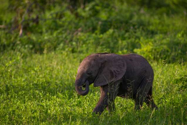Baby elephant walking in South Luangwa National Park, Zambia