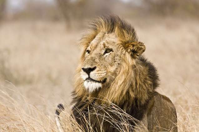 Male lion resting in Kruger National Park, South Africa safari