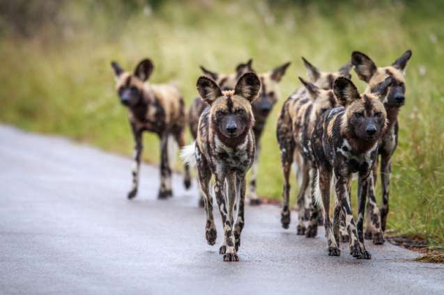 Pack of African wild dogs hunting in Kruger National Park, South Africa