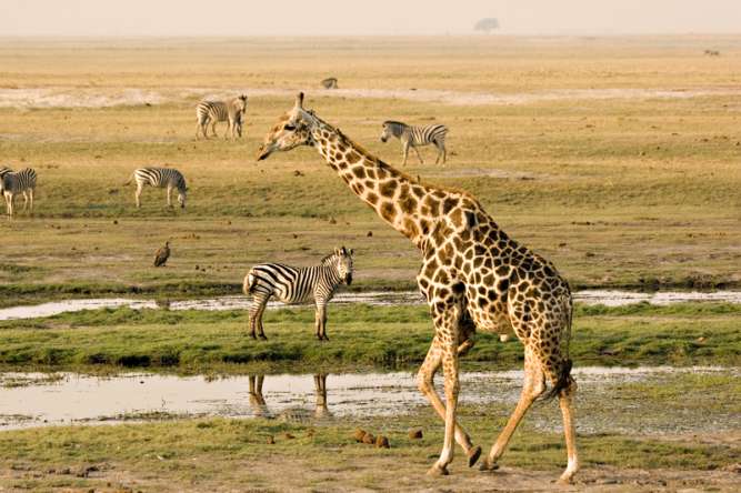 Wildlife viewing in Chobe National Park Botswana on safari