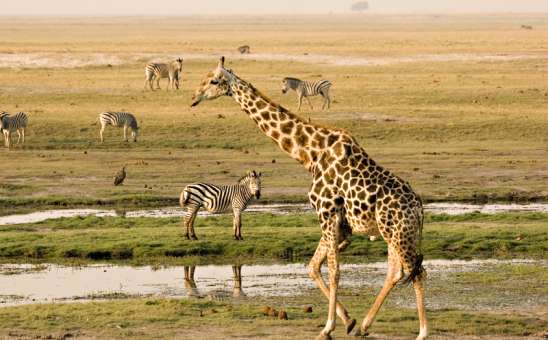 The African Safari Experience; How It Compares to Other Global Adventures