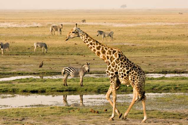 Wildlife viewing in Chobe National Park Botswana on safari